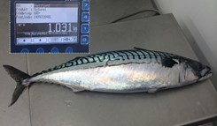 Stor makrell fra Støttfjord levert i Lødingen